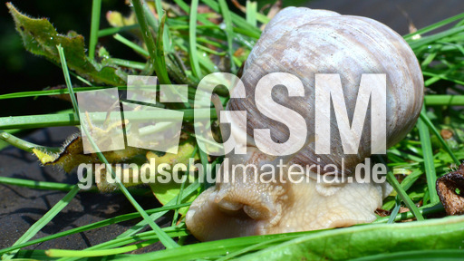 Weinbergschnecke_ (5).jpg